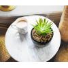Silver Buffalo Disney Nightmare Before Christmas Jack Skellington Decorative Artificial Faux Greenery Plant in Ceramic(Friends Central Perk Logo)