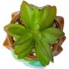 Silver Buffalo Disney Nightmare Before Christmas Jack Skellington Decorative Artificial Faux Greenery Plant in Ceramic(Pokemon Bulbasaur Tree)