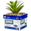 Silver Buffalo Disney Nightmare Before Christmas Jack Skellington Decorative Artificial Faux Greenery Plant in Ceramic(Dunder Mifflin)